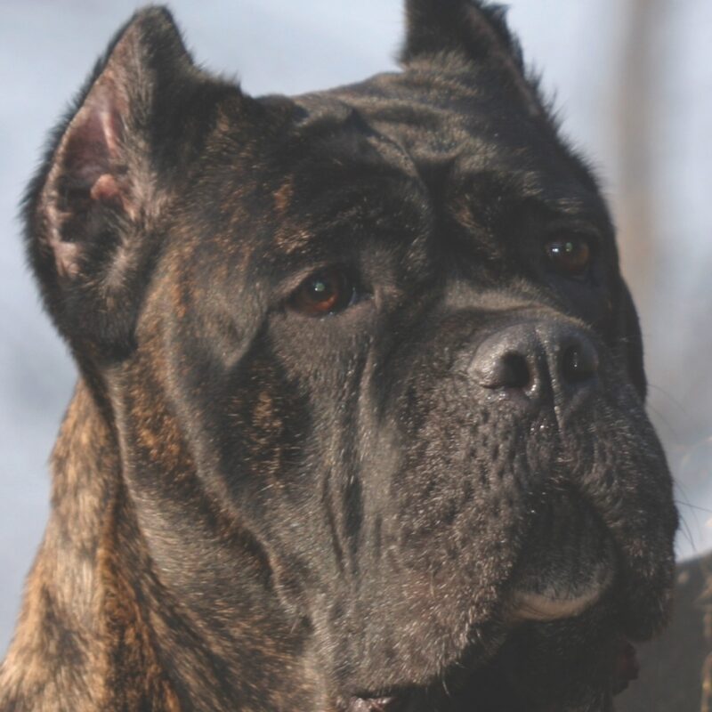 Cane Corso head study Copy