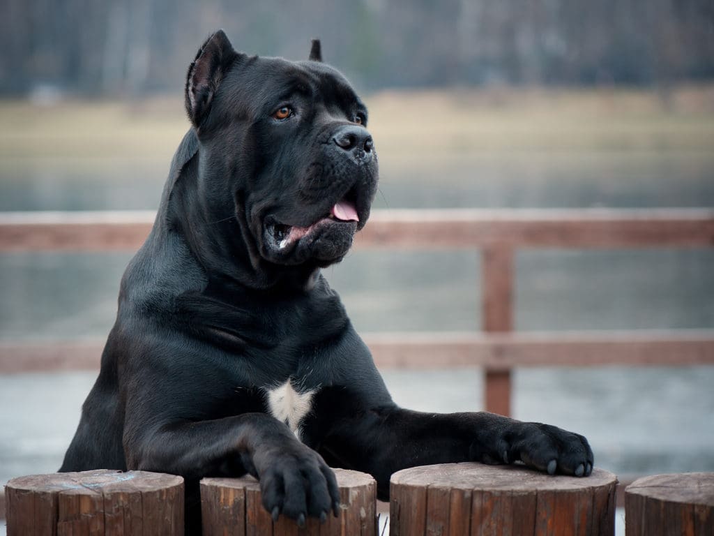 black cane corso yellow eyes