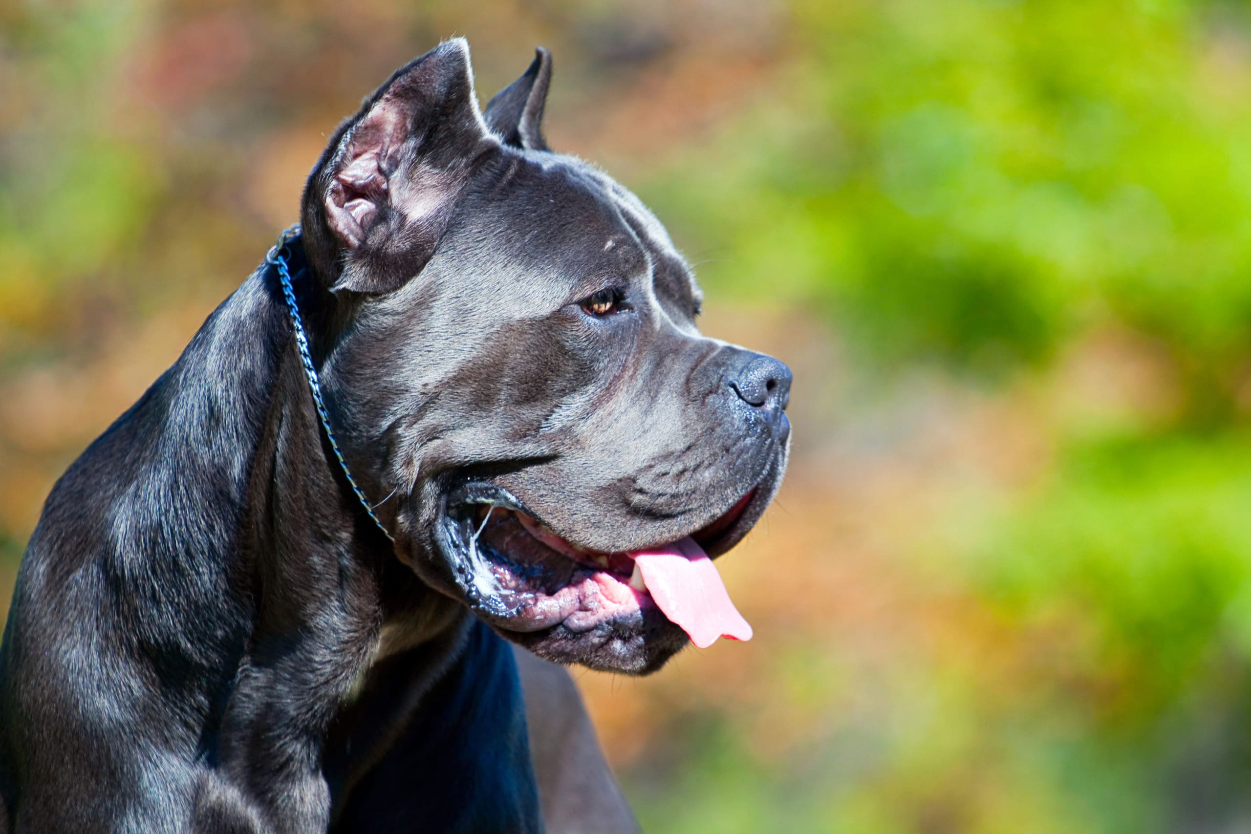 why do they crop cane corso ears